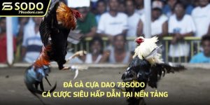 Đá gà cựa dao