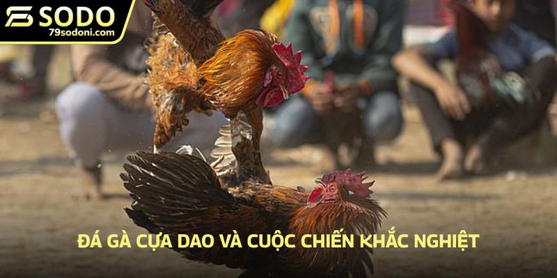 Đá gà cựa dao và cuộc chiến khắc nghiệt