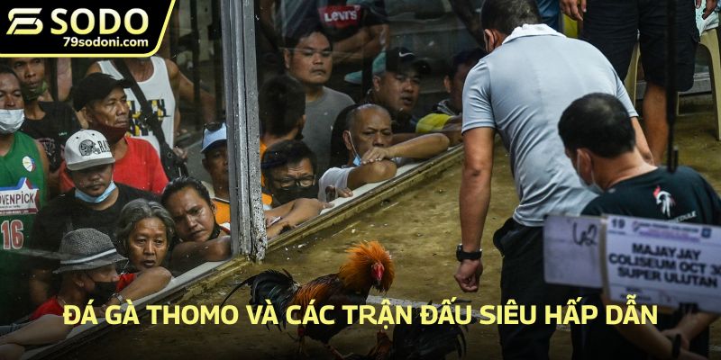 Đá gà Thomo và các trận đấu siêu hấp dẫn