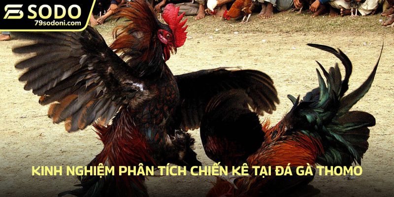 Kinh nghiệm phân tích chiến kê tại đá gà Thomo