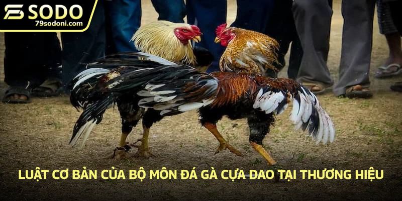 Luật cơ bản của bộ môn đá gà cựa dao tại thương hiệu